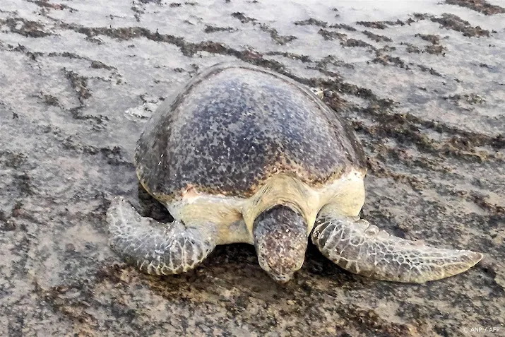 opnieuw zeeschildpad aangespoeld op nederlands strand