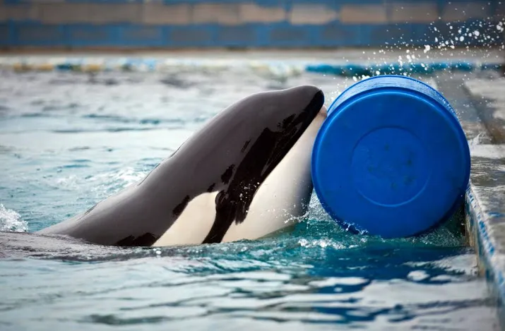 orka morgan bevallen van eerste kalfje