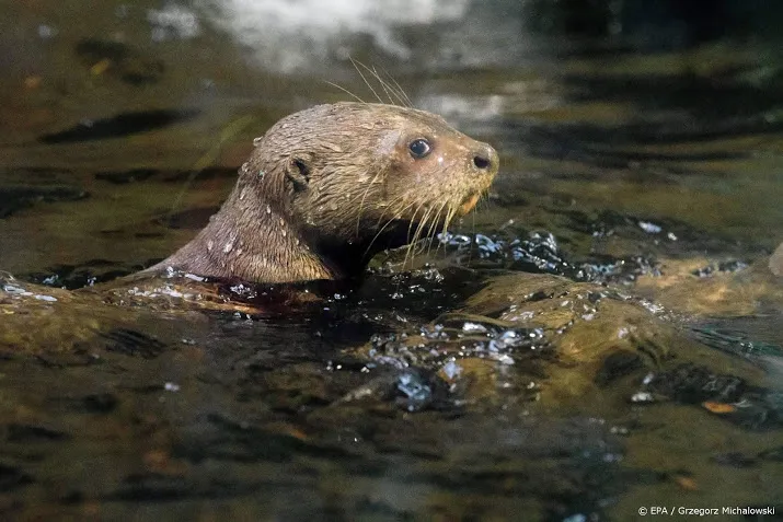 otter bever en zeehond doen het goed in nederland