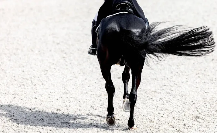 paard overleden tijdens tweede dag nk dressuur