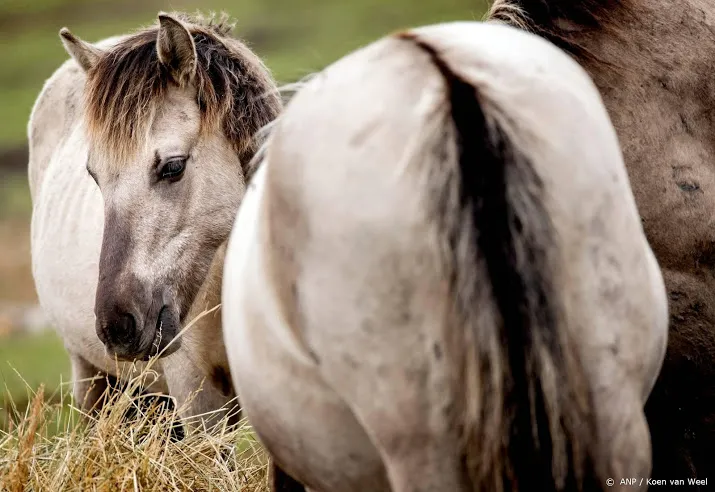 paarden oostvaardersplassen in wit rusland