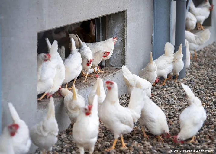 pluimveehouders kwetsbaarder geworden voor vogelgriep