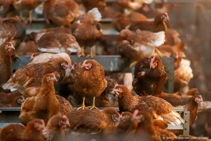 pluimveehouders moeten kippen nog vier weken binnenhouden