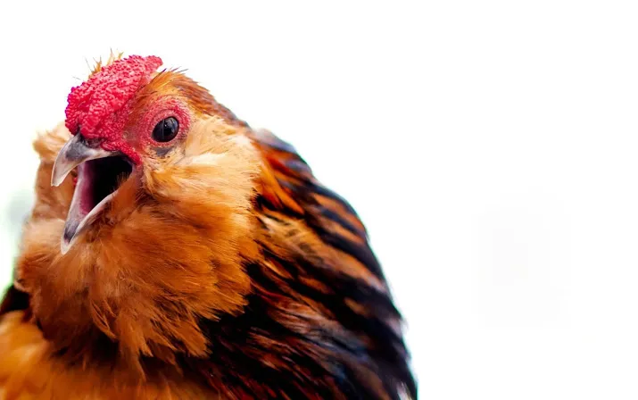 pluimveesector in hoger beroep in fipronilzaak