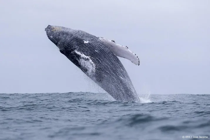 poep toont aan walvissen eten 3 miljoen microplastics per dag