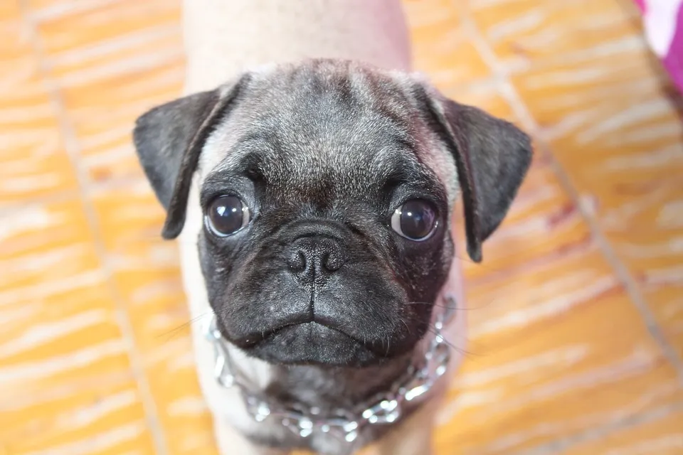 pug 2585365 960 720