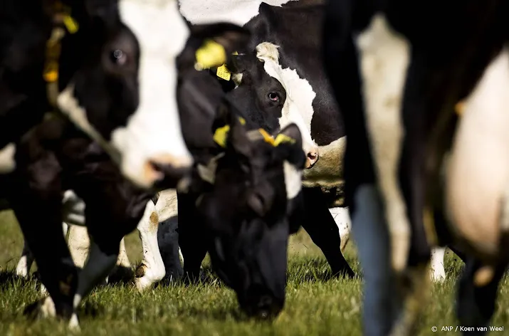 rabobank krimp veestapel geen doel op zich bij stikstofaanpak