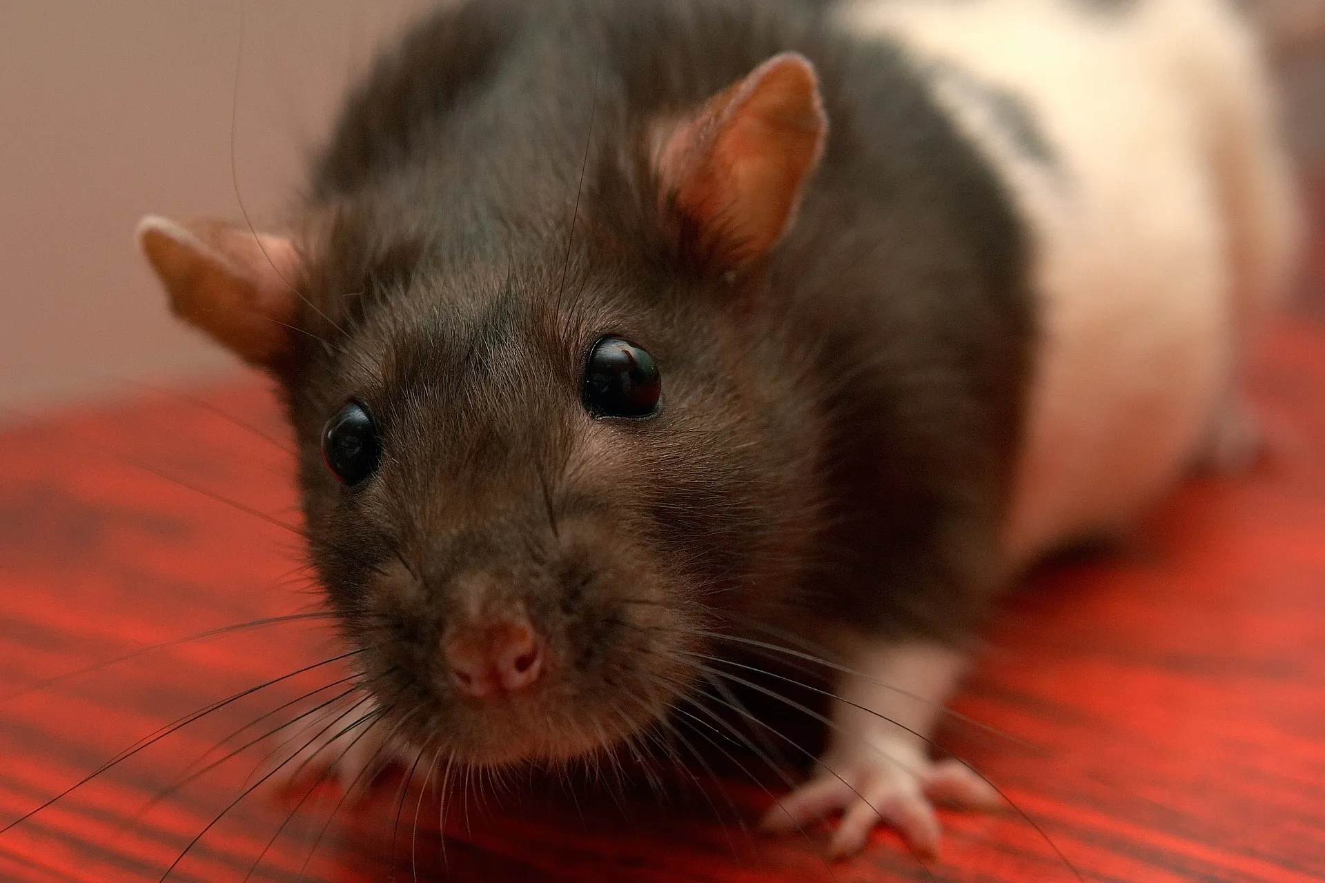 rat hq pixabay