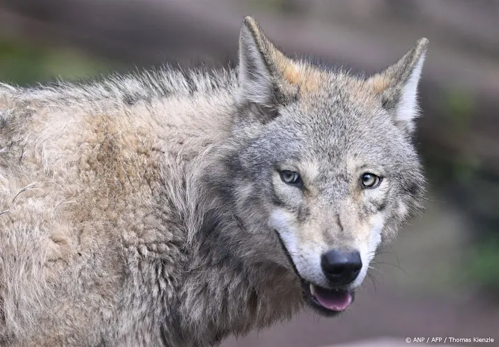 rechter gelderland mag wolf niet verstoren met paintballgeweer