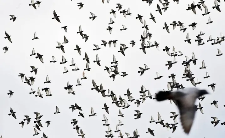 roofvogel bedreigt duivensport