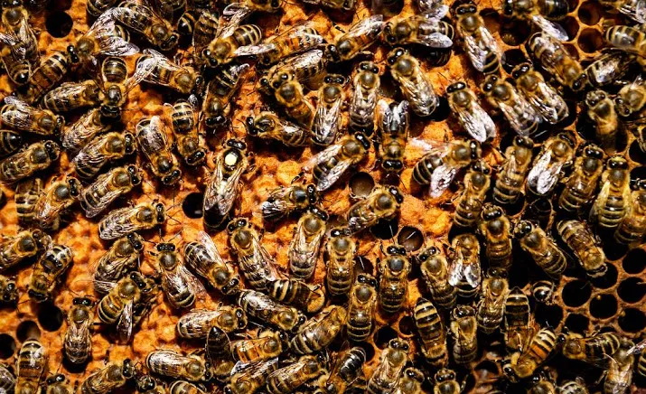 ruim 30 000 bijen geteld dit weekeinde