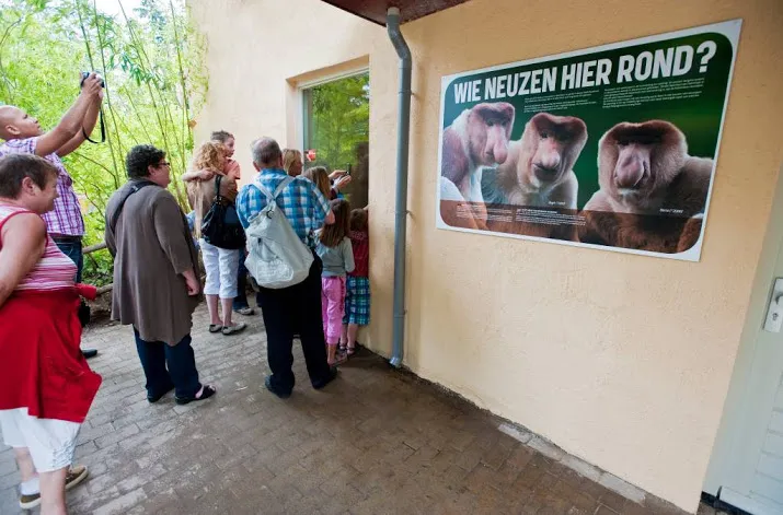 slingeraap geboren in apenheul