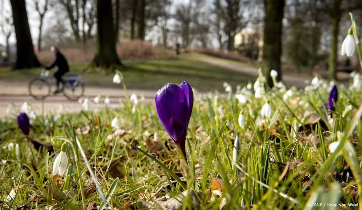 sneeuwklokjes zon 40 dagen eerder in bloei door warme winter