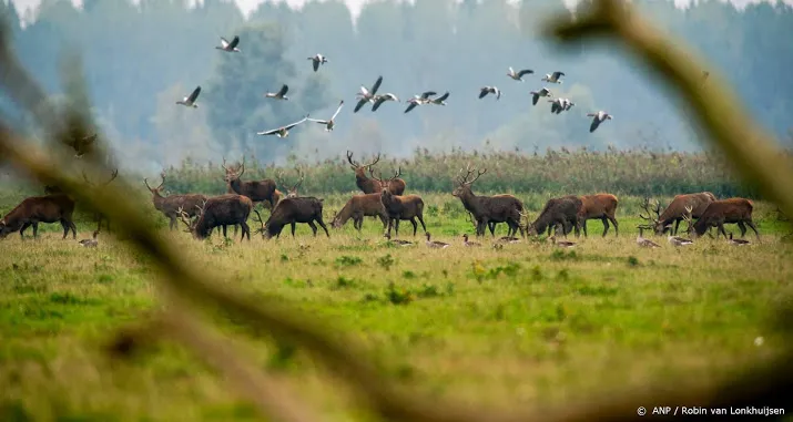 staatsbosbeheer voert afschot edelherten op