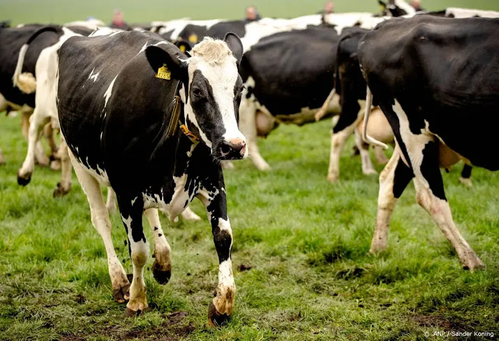 steeds meer boeren laten koeien buiten lopen