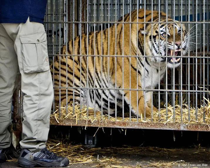 stichting aap haalt wilde dieren uit circussen portugal