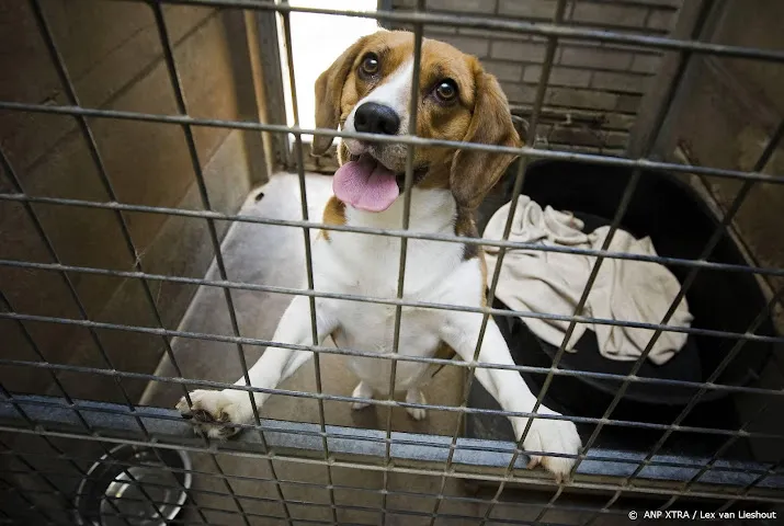studie ras nauwelijks van invloed op gedrag hond