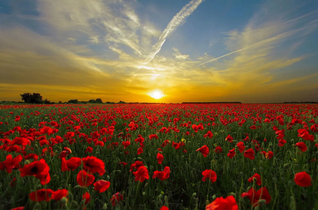 sunset 815270 1280