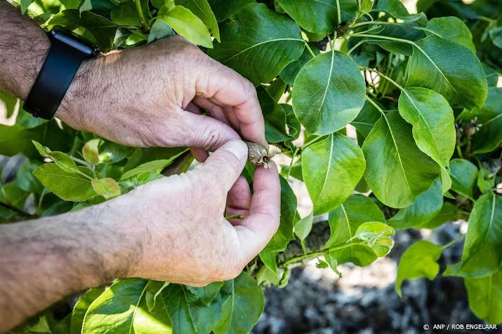 telers zien appeloogst dalen door appelbloesemkever