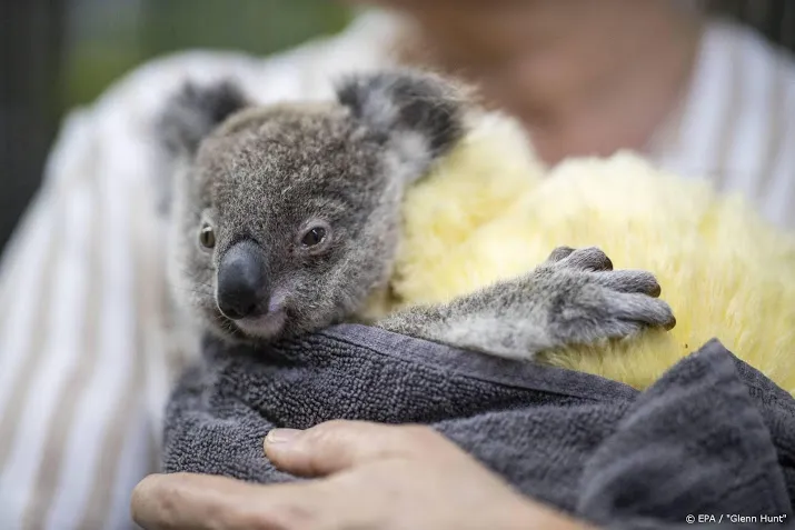 teller doneeractie kinderen voor koalas op 36 400 euro