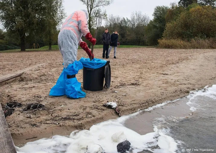 tientallen dode vogels op stranden walcheren