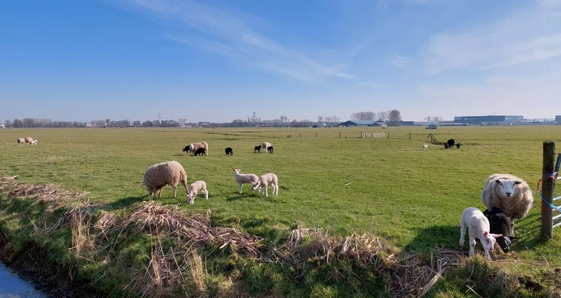 tineke bos brink voorhout
