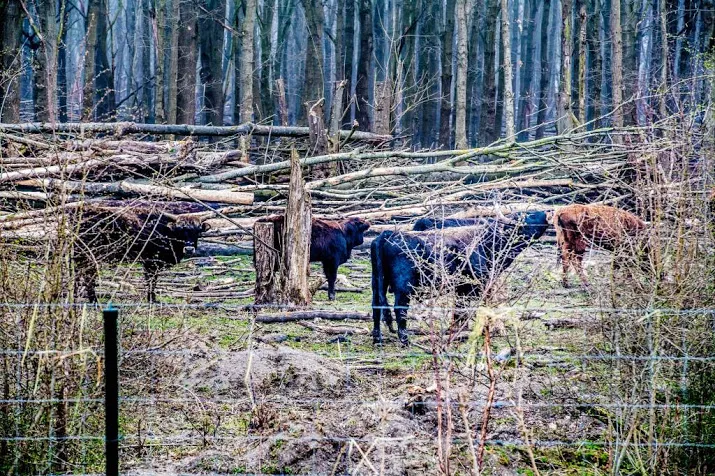 toestemming voor acties oostvaardersplassen