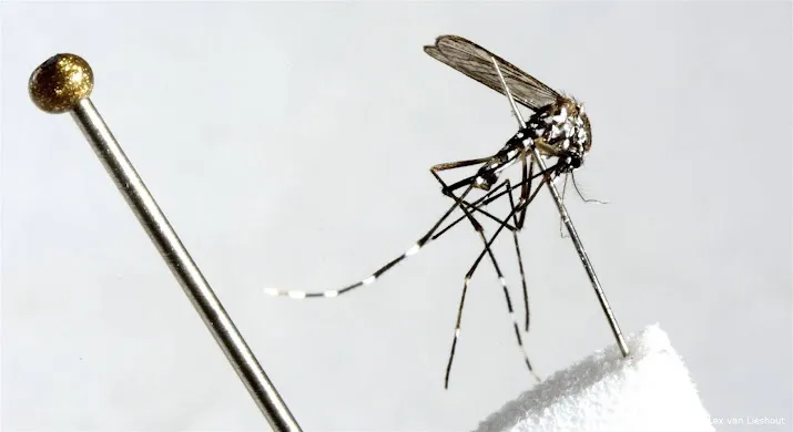 vaccin tegen dengue komt in nederland beschikbaar