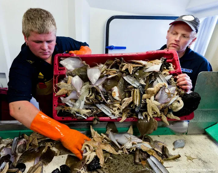 vangstverlaging ondanks gezonde vispopulatie