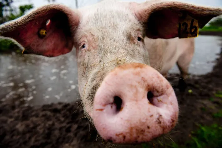 veel varkensleed bij productie parmaham