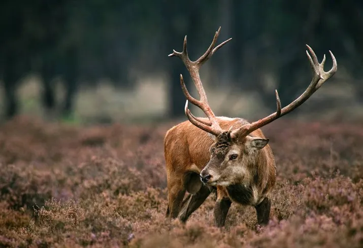 veluwe klaagt in brussel over lelystad