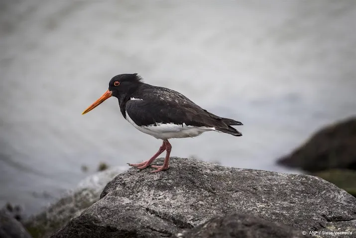 vogelbeschermers willen meer weten over scholekster in de stad