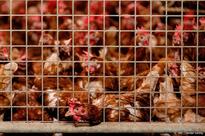 vogelgriep bij pluimveebedrijf in sint annaparochie