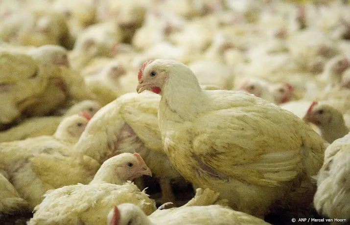 vogelgriep ontdekt in friesland 87 000 kuikens gedood