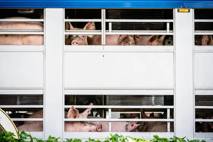 voorkom export vee naar landen met gruwelijke slachtmethoden