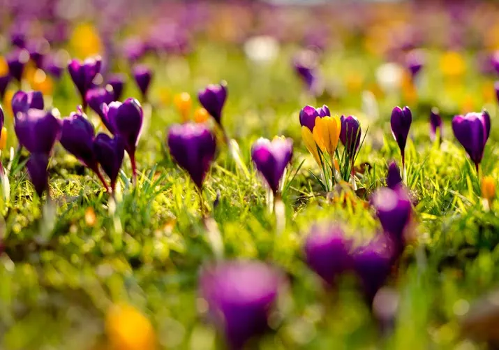 voorlente duurt maar voort in natuur