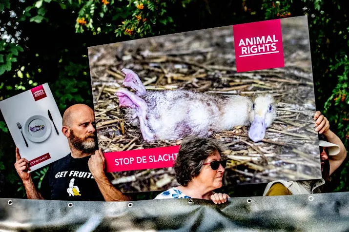 vreedzaam protest bij eendenslachterij