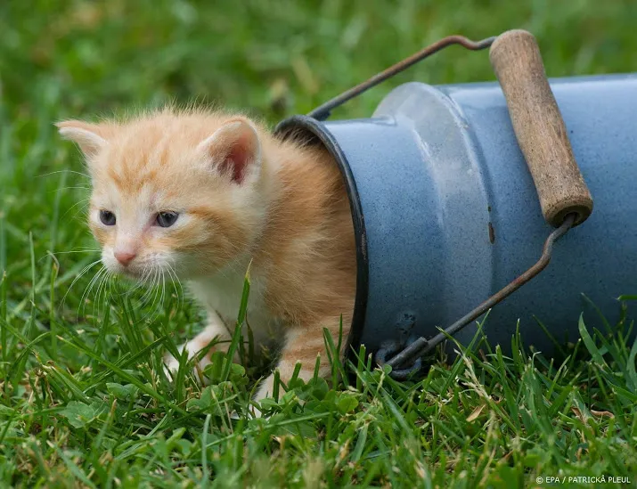 vrouw gepakt om gedode katten in vuilniszakken