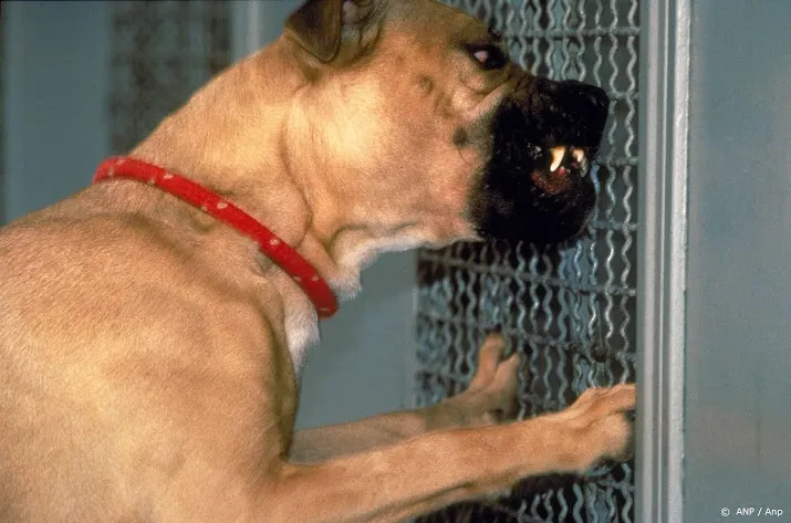 vvd pleit voor verbod op bijtgevaarlijke honden