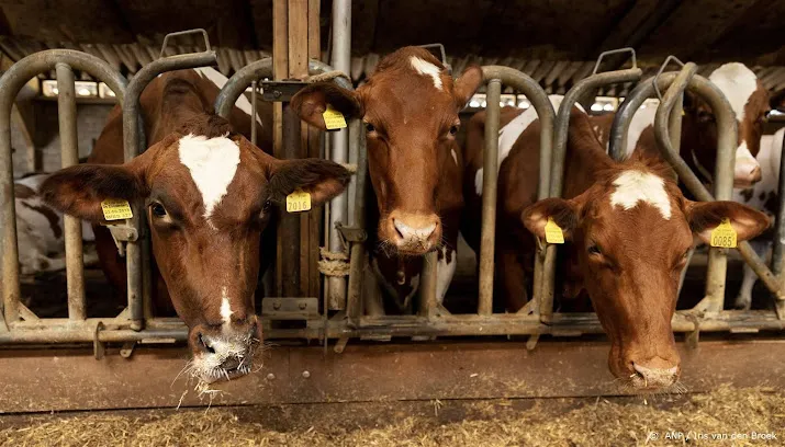 wageningen boer kan stikstofdaling halen bij kwart minder vee