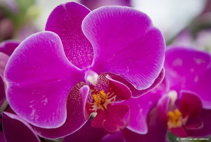 waterschap maait beschermde orchideeen weer weg in drenthe