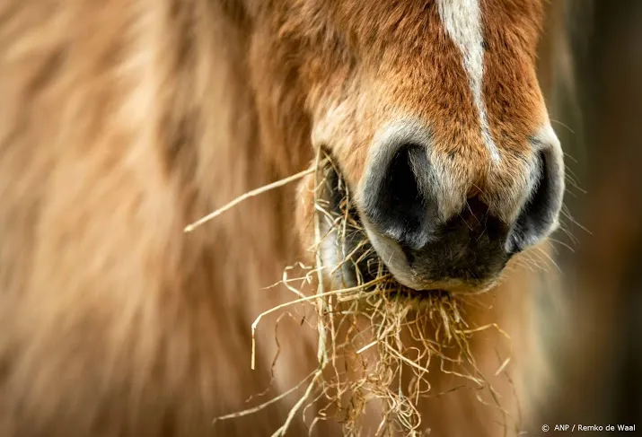 weer illegaal voer in oostvaardersplassen