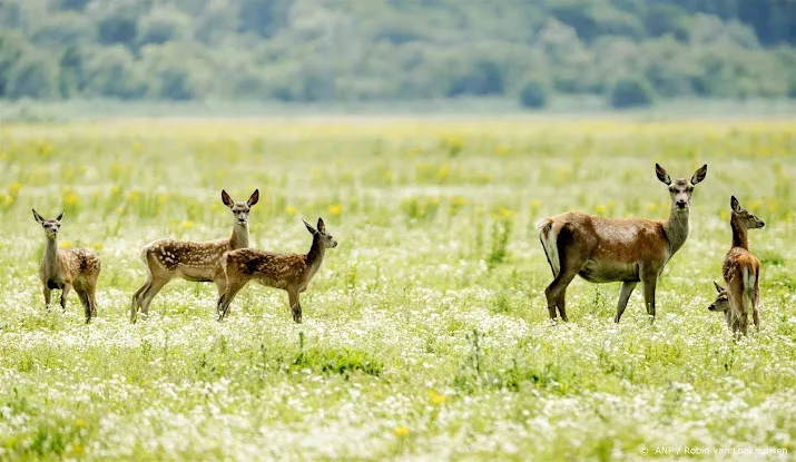 wilde dieren tijdens lockdowns 73 procent verder aan de wandel