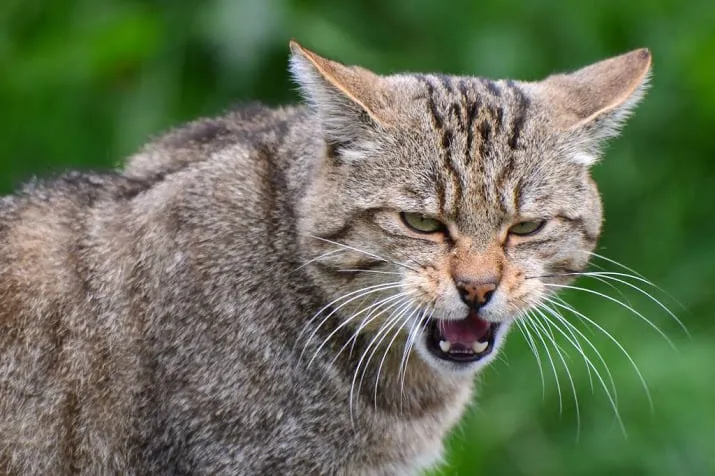wilde kat terug in nederland