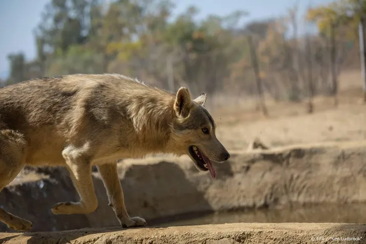 wolf breidt zijn leefgebied op de veluwe uit