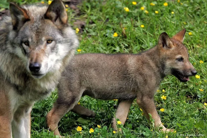 wolven bijten in januari zes schapen dood