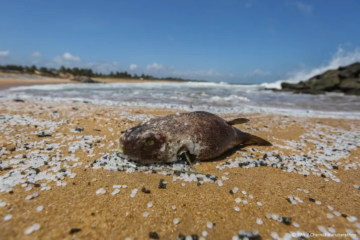 wwf meer dan vier keer zo veel plastic in de oceaan tegen 2050