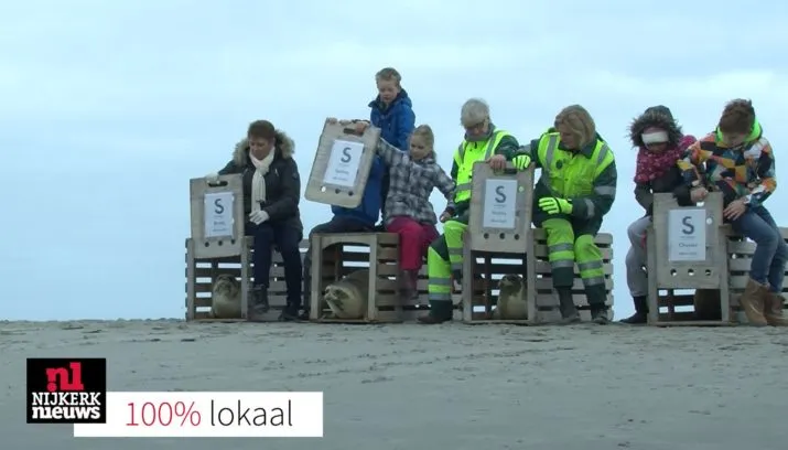 zeehond nijkerknieuwsnl