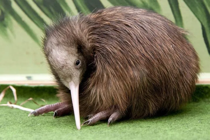 zeldzame kiwi geboren in avifauna