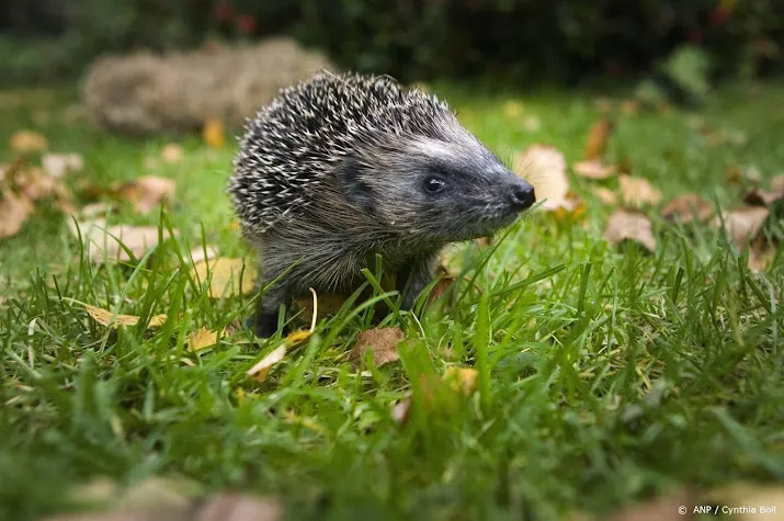 zoogdiervereniging organiseert weer jaarlijkse egeltelling